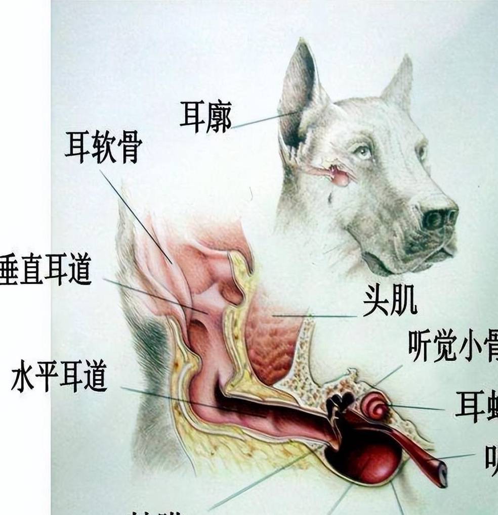 怎么清理手机:狗狗的耳朵怎么清理？