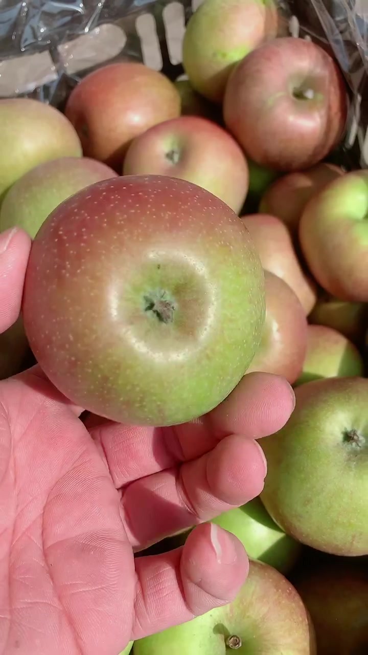 苹果有国版吗(苹果有国行有锁机吗)-第14张图片-有道翻译官网