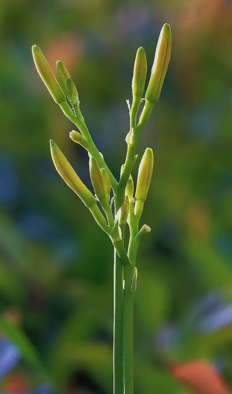 忘忧草苹果破解版版(杨旭文被拍到与女子同返酒店)-第7张图片-有道翻译官网