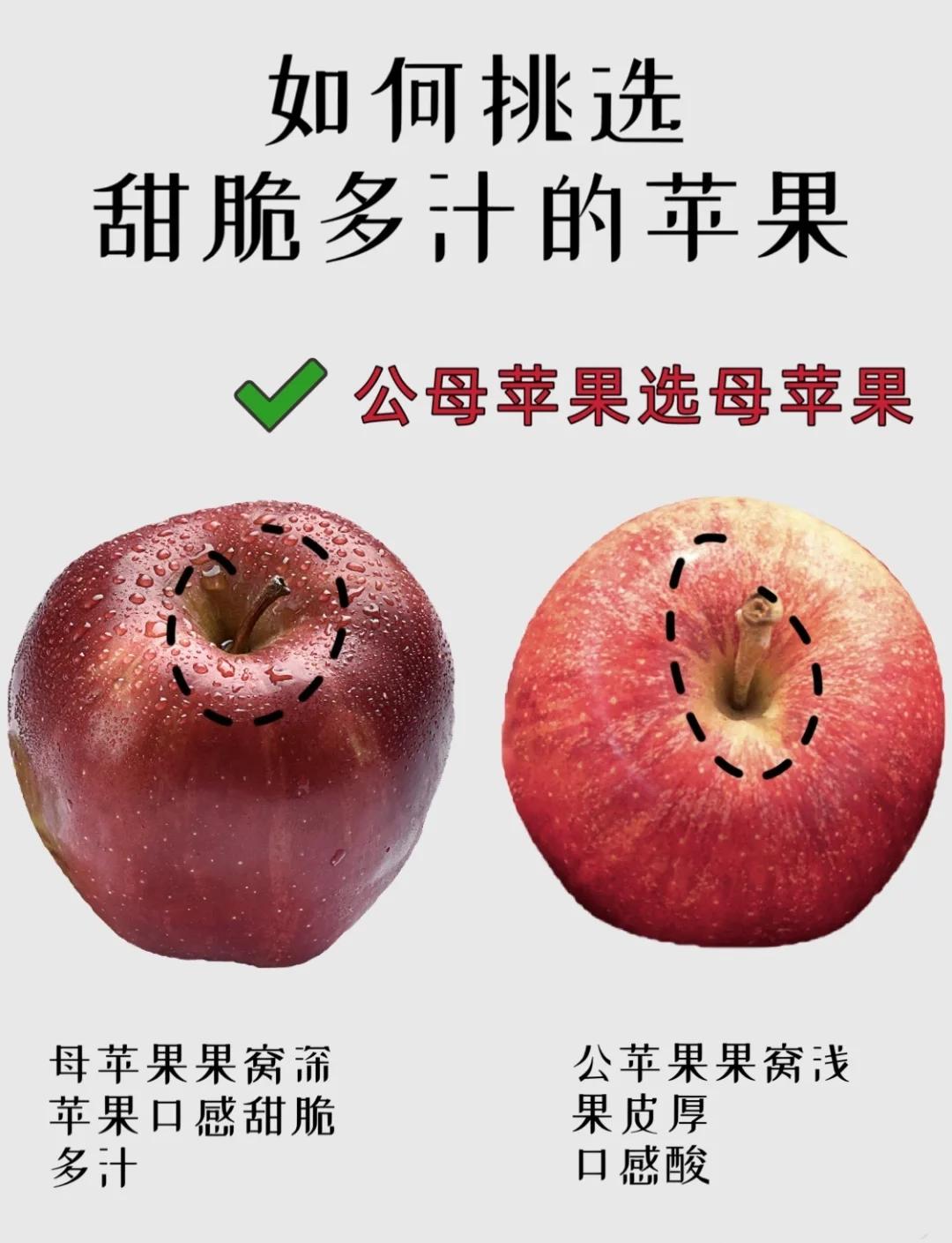 苹果区分美版s版和t版(美版iphoneatt版本)-第4张图片-有道翻译官网